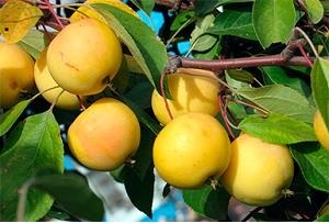 Яблоня полукультурка «Уральское Наливное»
