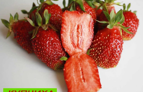 КУПЧИХА