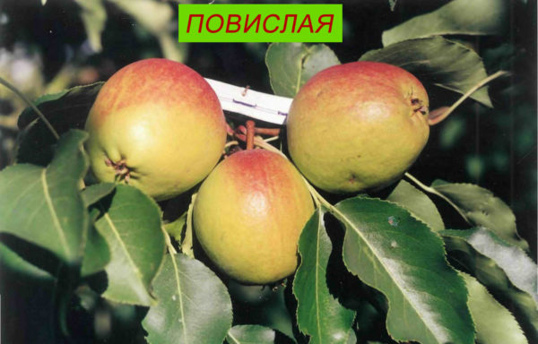 ПОВИСЛАЯ