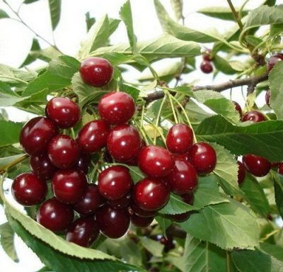 АЛТАЙСКАЯ ЛАСТОЧКА