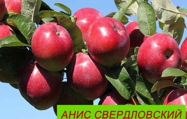 АНИС СВЕРДЛОВСКИЙ
