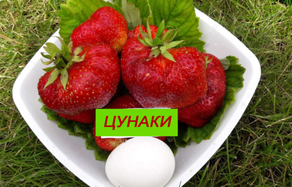 ЦУНАКИ