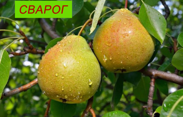 СВАРОГ