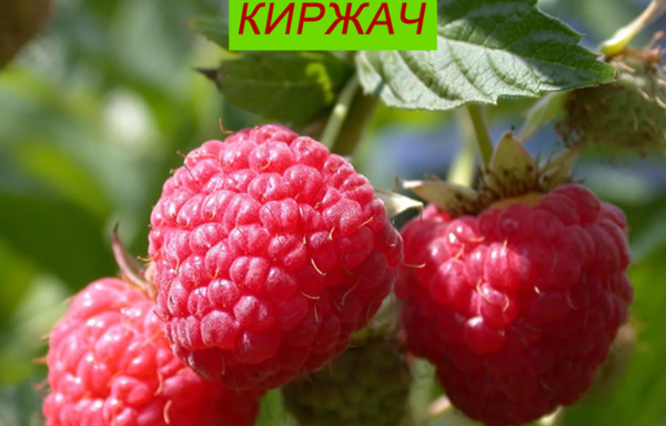 КИРЖАЧ