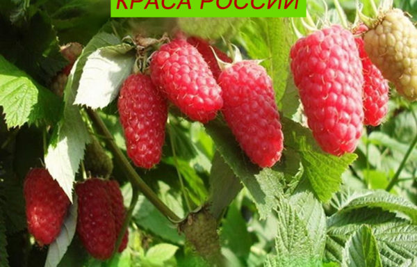 КРАСА РОССИИ