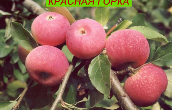 КРАСНАЯ ГОРКА