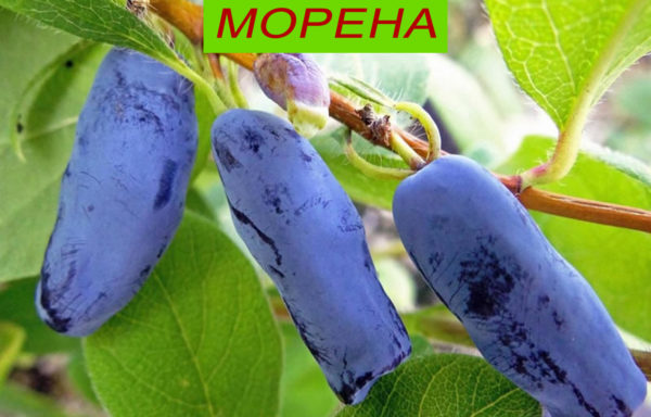 МОРЕНА