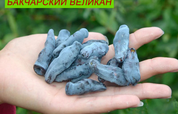 БАКЧАРСКИЙ ВЕЛИКАН