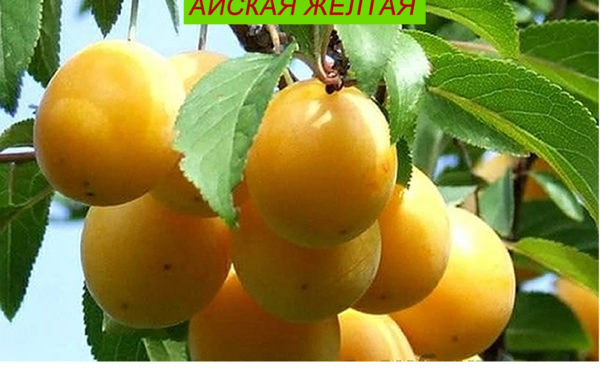 АЙСКАЯ ЖЁЛТАЯ