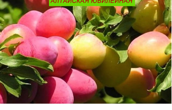 АЛТАЙСКАЯ ЮБИЛЕЙНАЯ