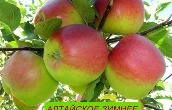 АЛТАЙСКОЕ ЗИМНЕЕ