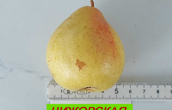 ЧИЖОВСКАЯ