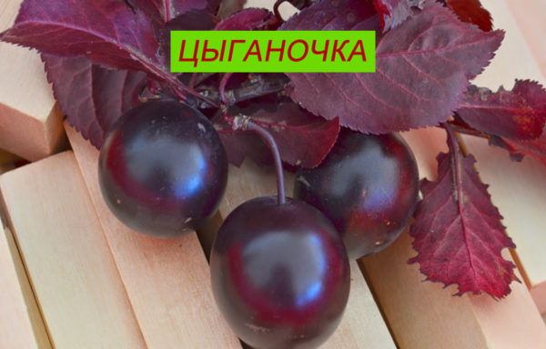 ЦЫГАНОЧКА