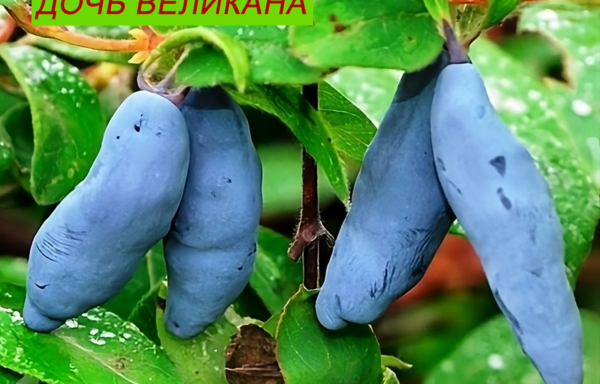 ДОЧЬ ВЕЛИКАНА
