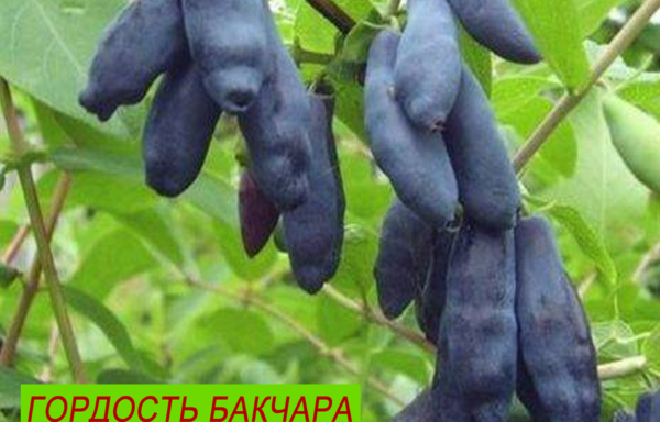 ГОРДОСТЬ БАКЧАРА
