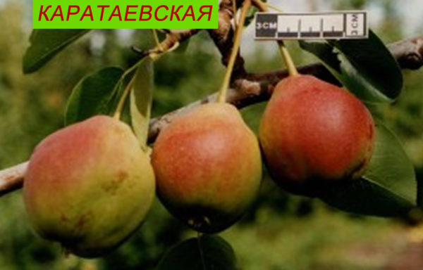 КАРАТАЕВСКАЯ