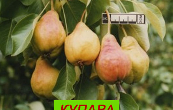 КУПАВА