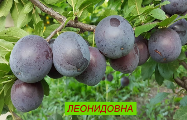 ЛЕОНИДОВНА