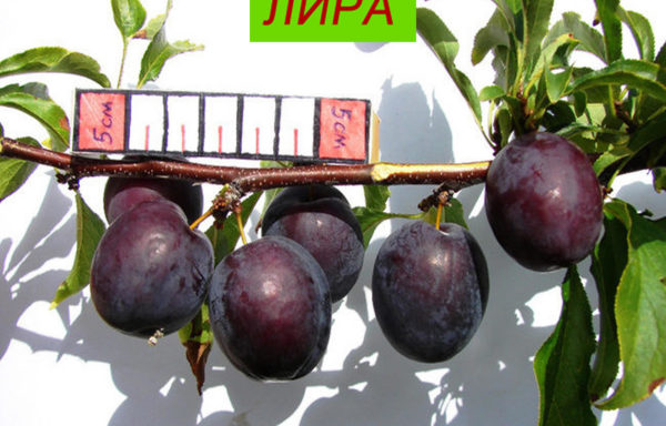 ЛИРА