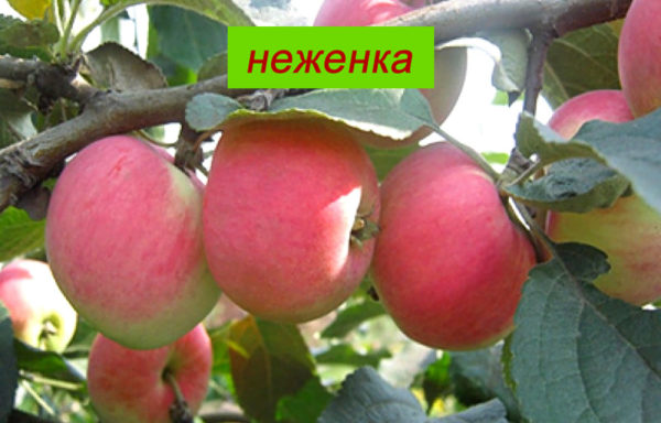 НЕЖЕНКА