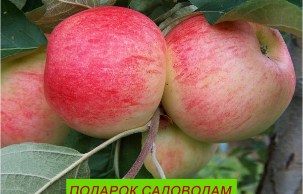 ПОДАРОК САДОВОДАМ