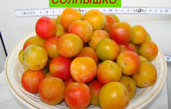 СОЛНЫШКО