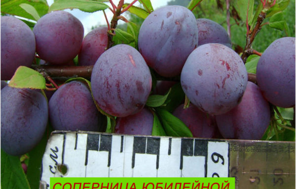 СОПЕРНИЦА ЮБИЛЕЙНОЙ