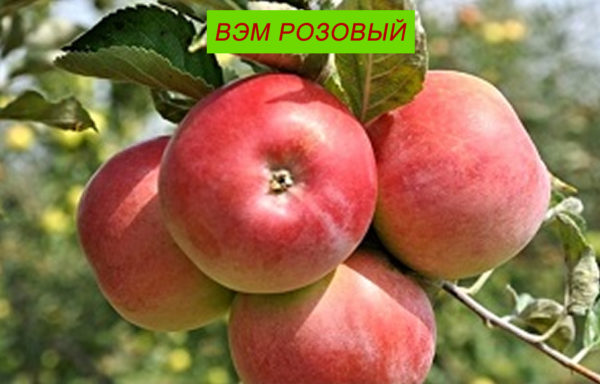 ВЭМ-РОЗОВЫЙ