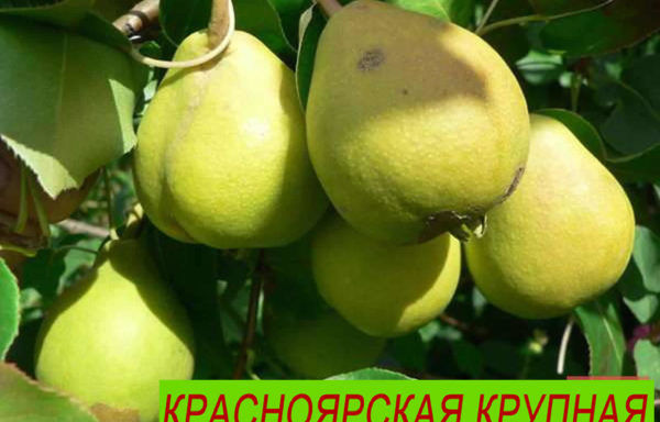 КРАСНОЯРСКАЯ КРУПНАЯ