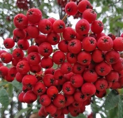 РЯБИНА ОБЫКНОВЕННАЯ