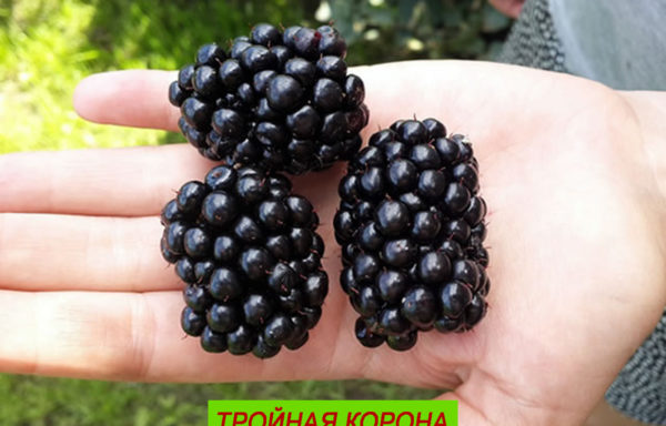 ТРОЙНАЯ КОРОНА