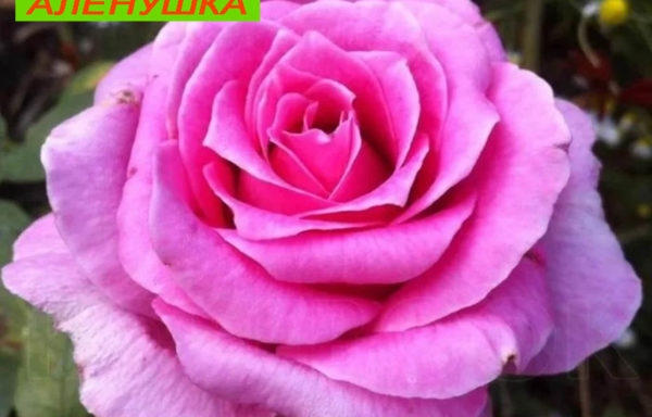 Аленушка