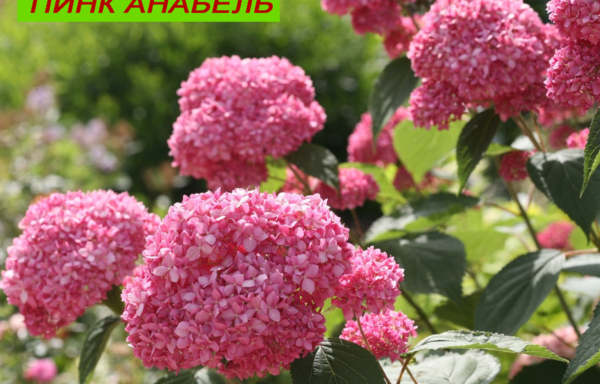 ПИНК АНАБЕЛЬ